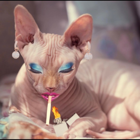 stratkatblues